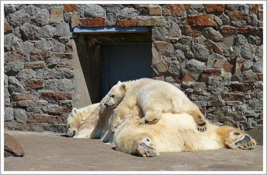 мишки, Алексей (zooooom)