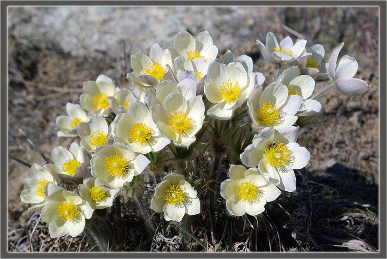 сон-трава,прострел, Солодухин Виктор