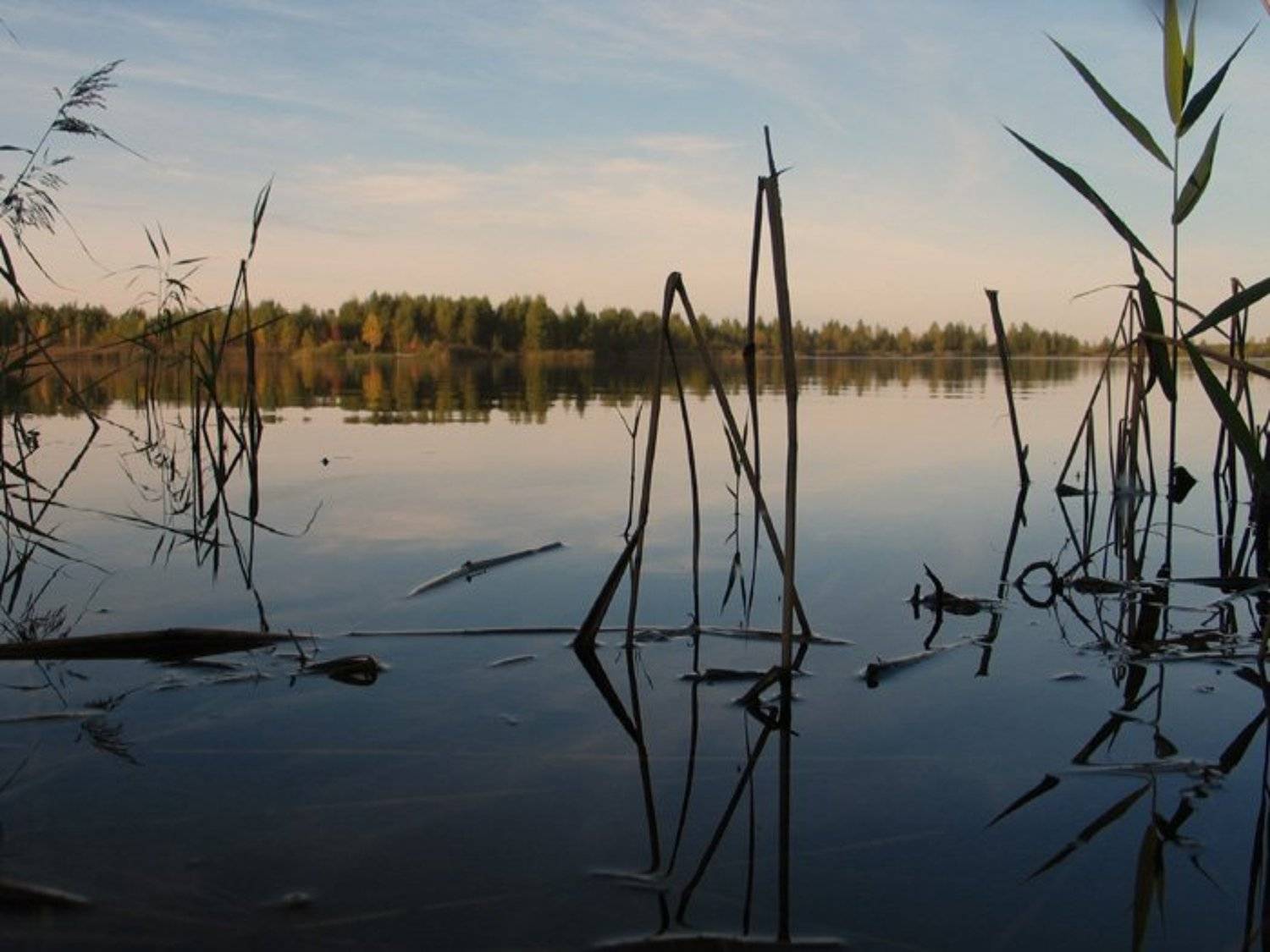 осень, света ошметкова, Света Ошметкова