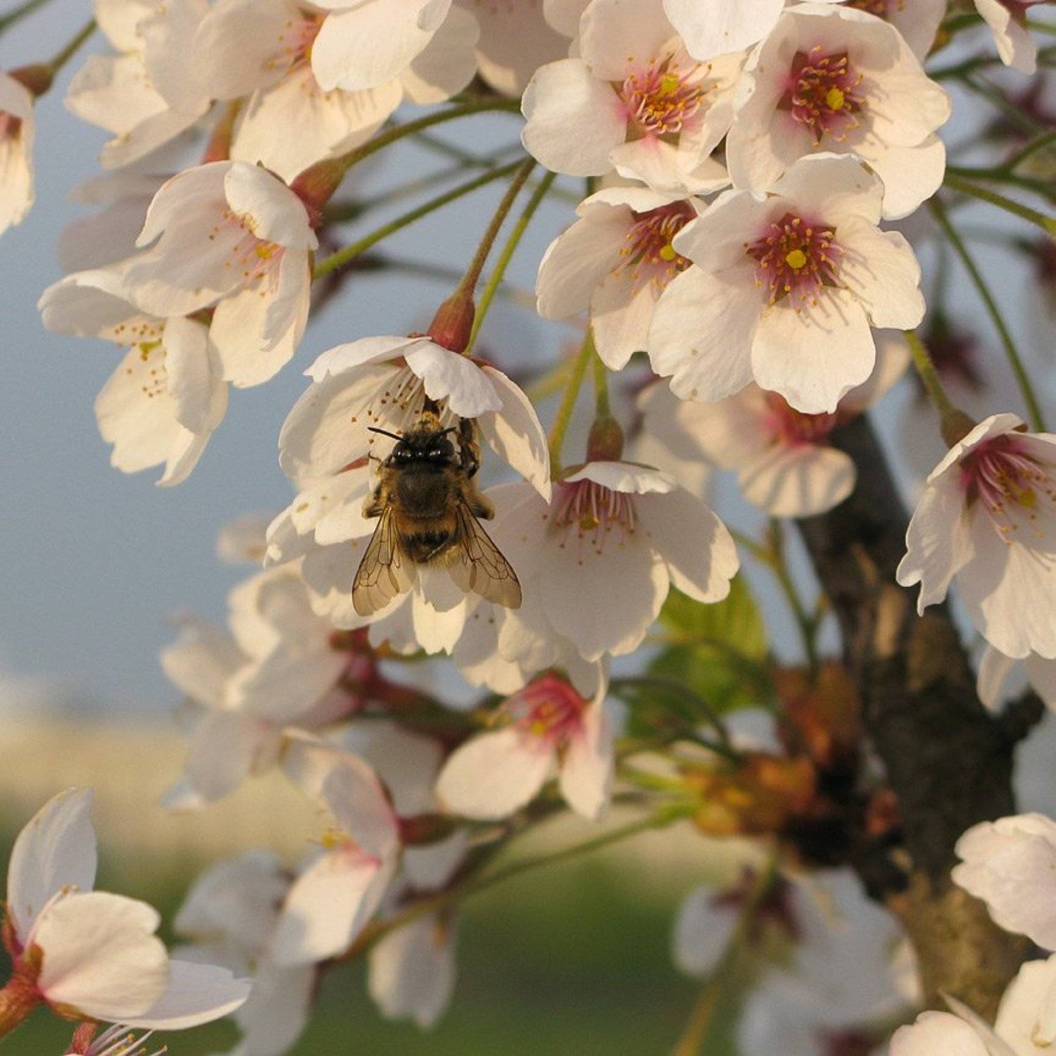 весна, сакура, шмель, Сергей Марискин