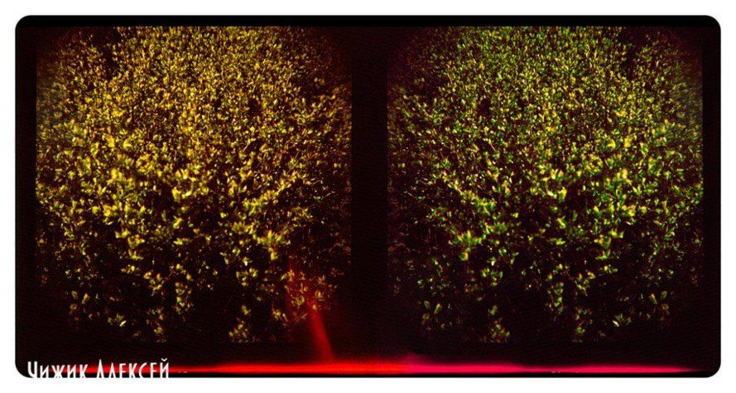 ломография, lomo, diana+, кусты, листья, квадрат, я увижу нас, но без меня