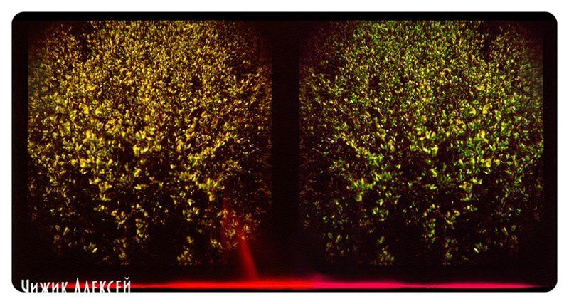 ломография, lomo, diana+, кусты, листья, квадрат кустызалипалы фото превью