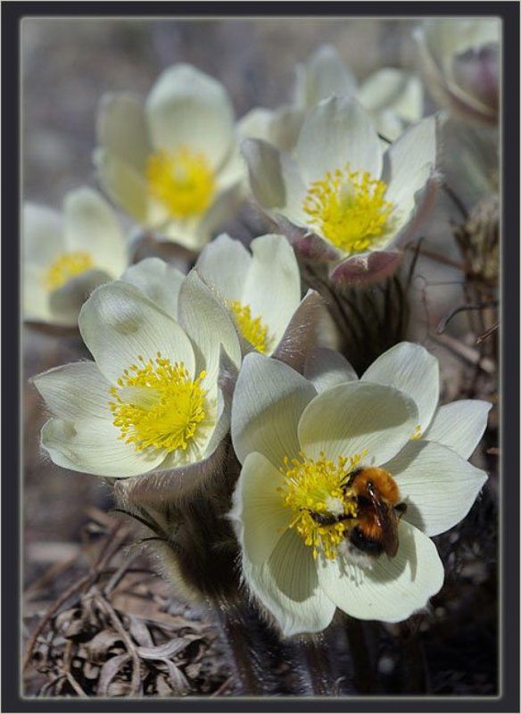 подснежники,шмель Запах весны фото превью