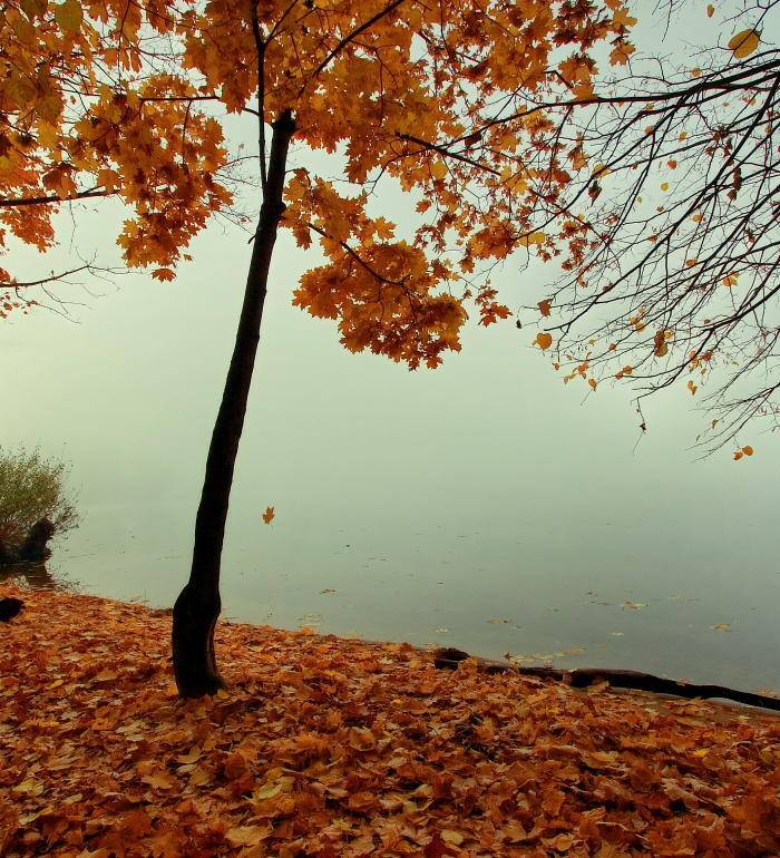 , Владимир Липецких