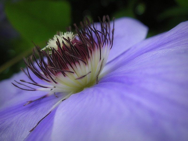 клематис Жители голубой планеты фото превью