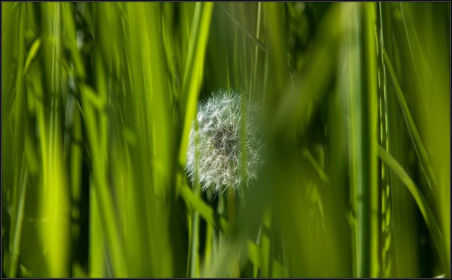 лето, трава, цветок, одуванчик, солнце, Gemini (Алексей)