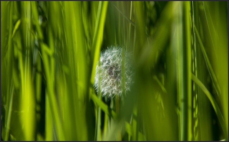 лето, трава, цветок, одуванчик, солнце В глубине зеленых волн... фото превью