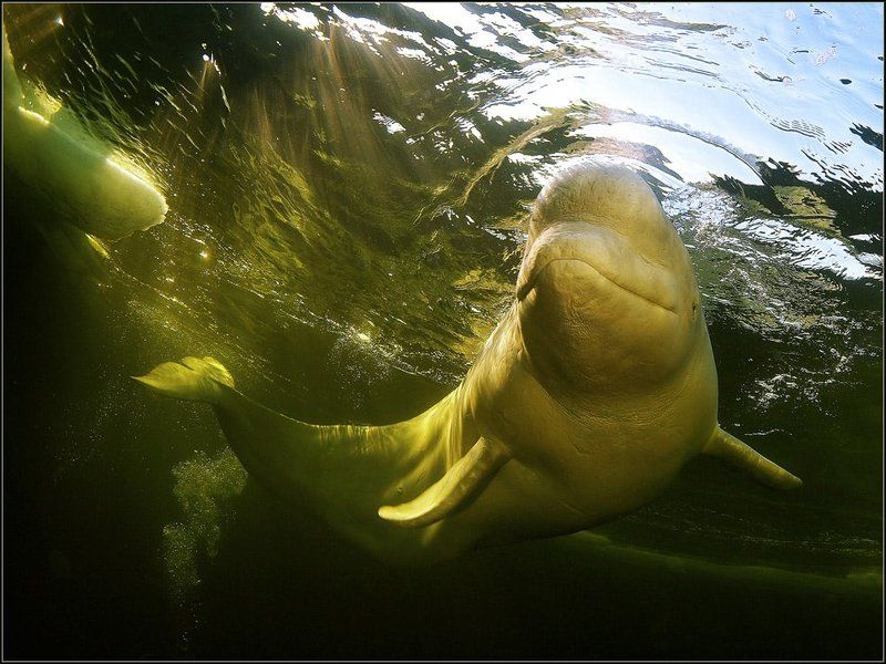Портрет белухи фото превью