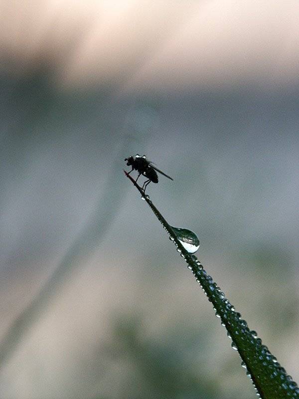 , Александр Цабель
