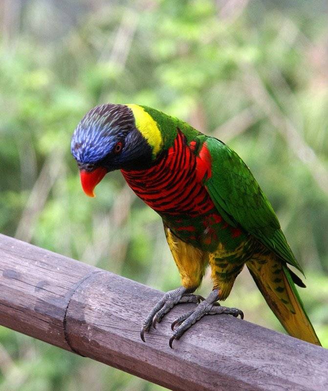 попугай, Александр Цабель