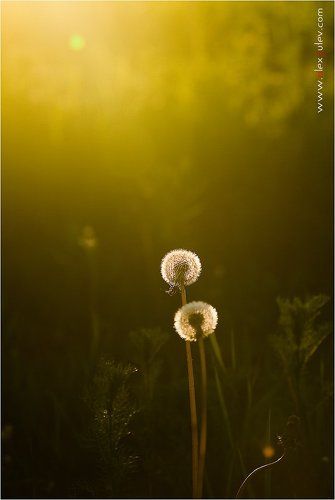 Свидание на закате