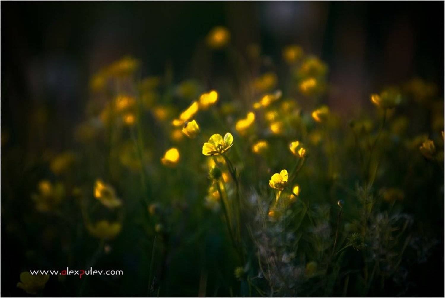 природа,закат,солнце,цветы, Александр Путев