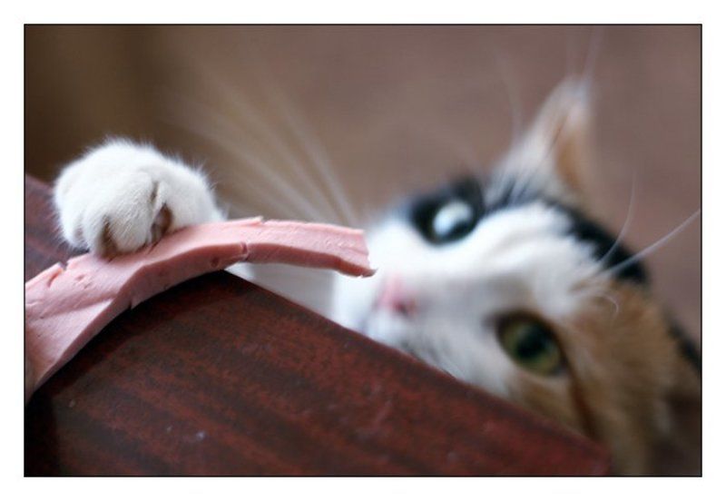 теперь,наемся папал(а)ось ) фото превью