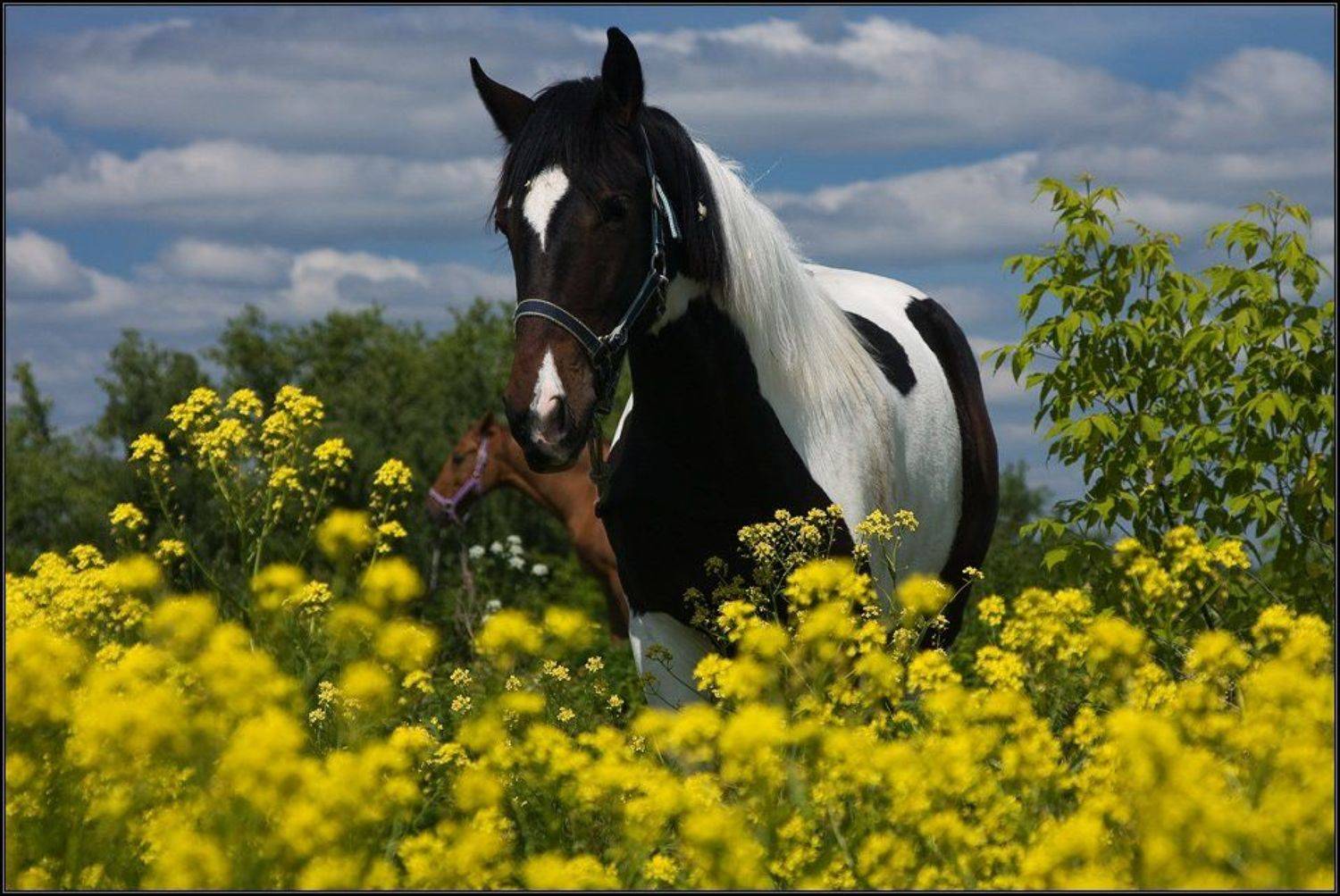 подмосковье, серпухов, лошадь, поле, лето, цветы, небо, облака, Gemini (Алексей)