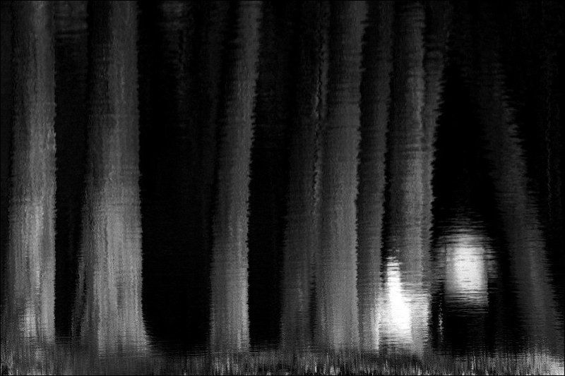 Темноконтрастный чб перевертыш с большими деревьями фото превью