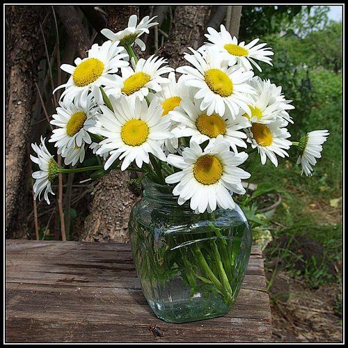 Дачный этюд