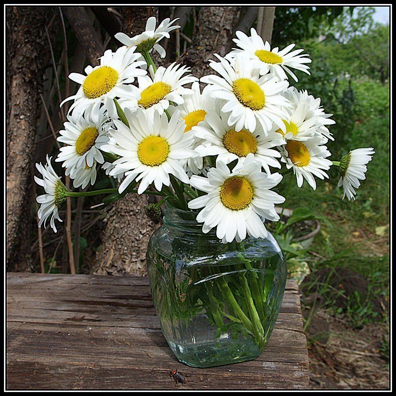 ромашки, лето Дачный этюд фото превью