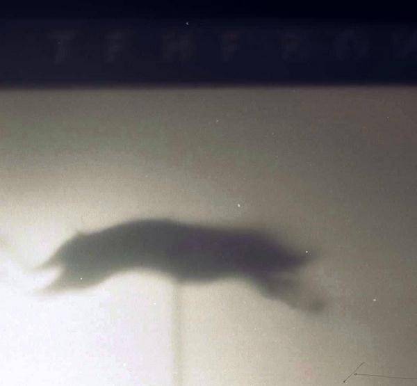 running_yellow_dog, Deep in Violet