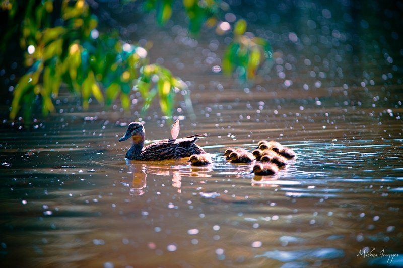 Робяты! Усе за мной! фото превью