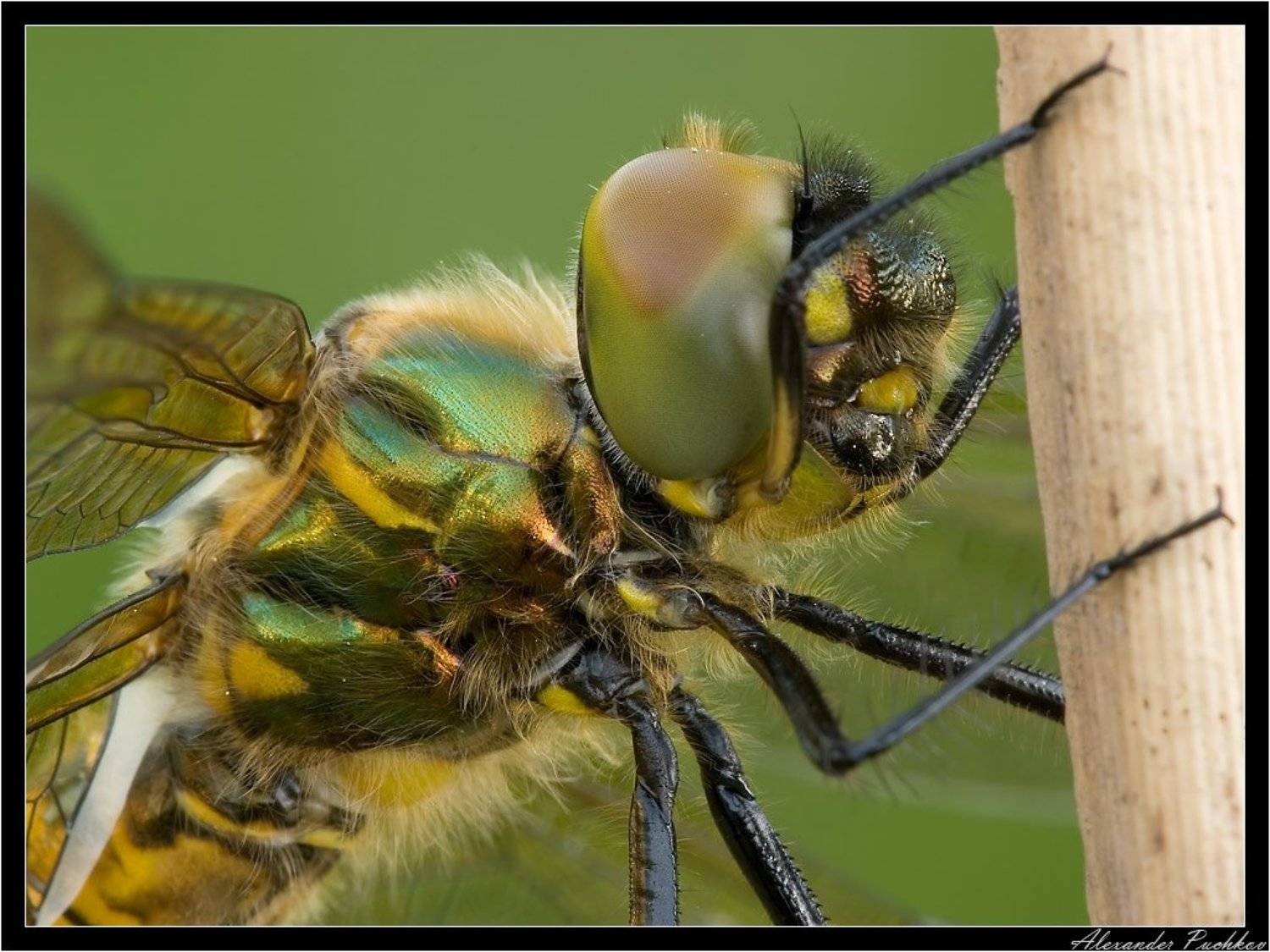стрекоза, Alexander Puchkov