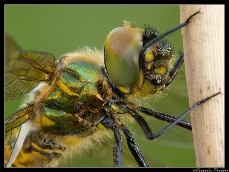 стрекоза *** фото превью