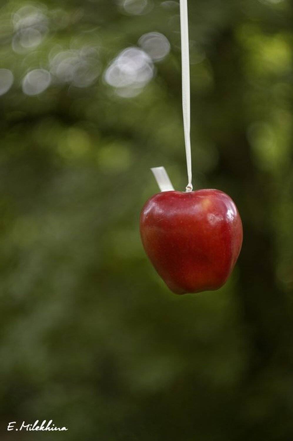 apple, E.Milekhina