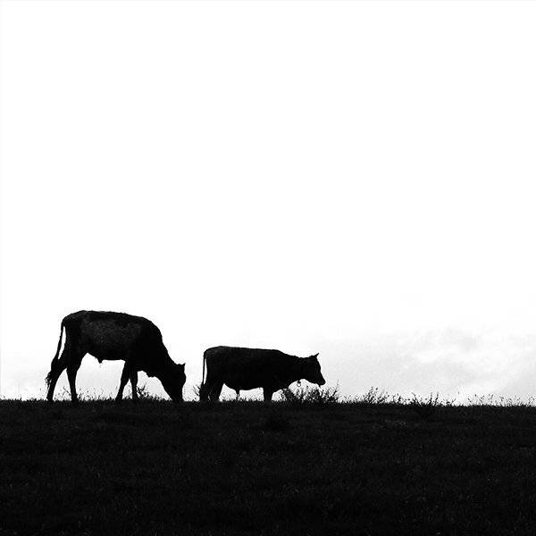 квадрат, бычки, экслибрис., senjor