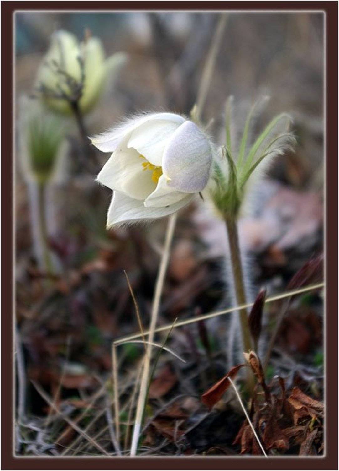 прострел, Солодухин Виктор