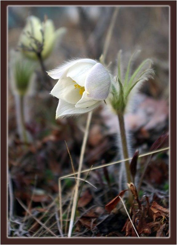 прострел Прострел фото превью