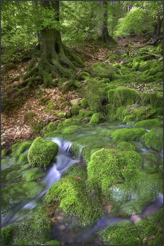 крым, родник, лес, мох, пейзаж Зелененькая.. фото превью