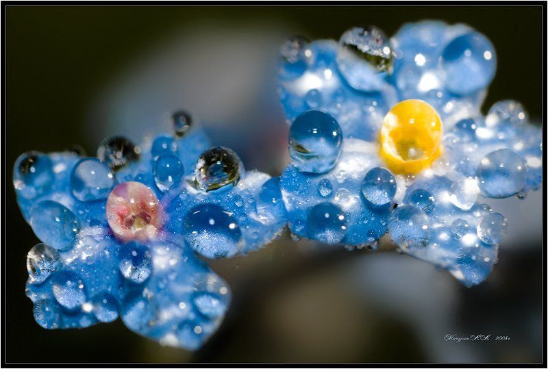 незабудки,цветы,роса Незабудки фото превью