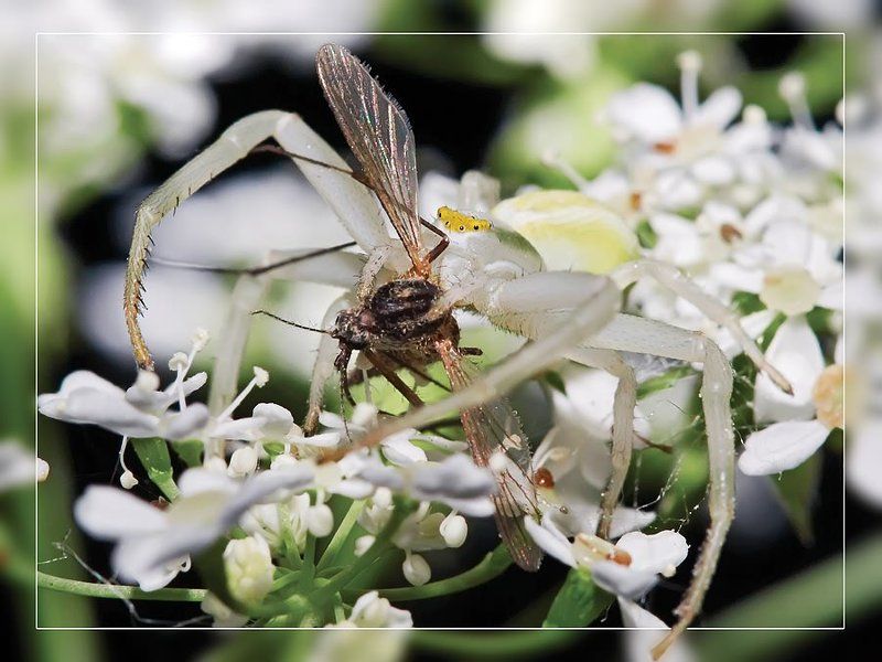 мастера маскировки Добыча фото превью