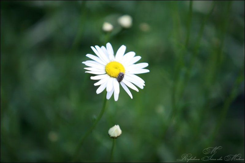 привет,ромашки... фото превью