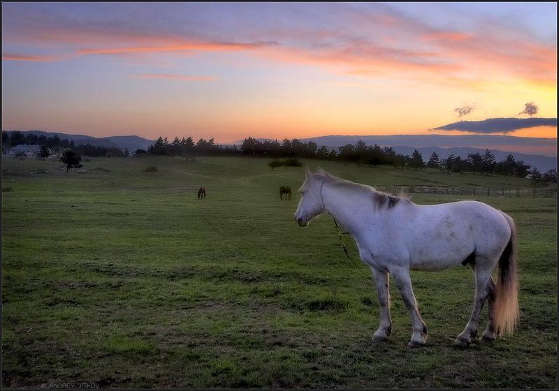 крым, рассвет, конь, пейзаж * * * фото превью