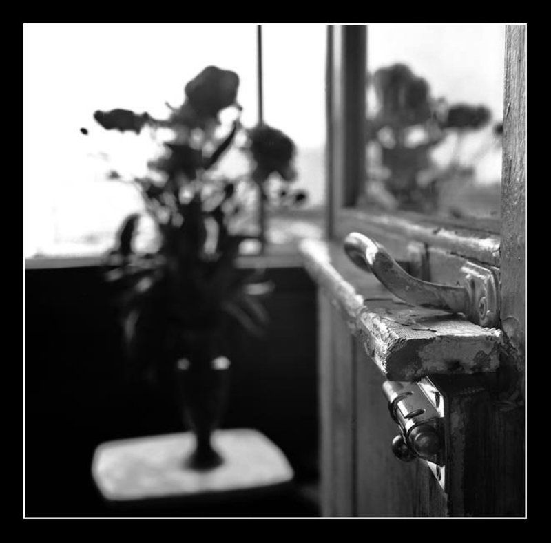 Пионы фото превью