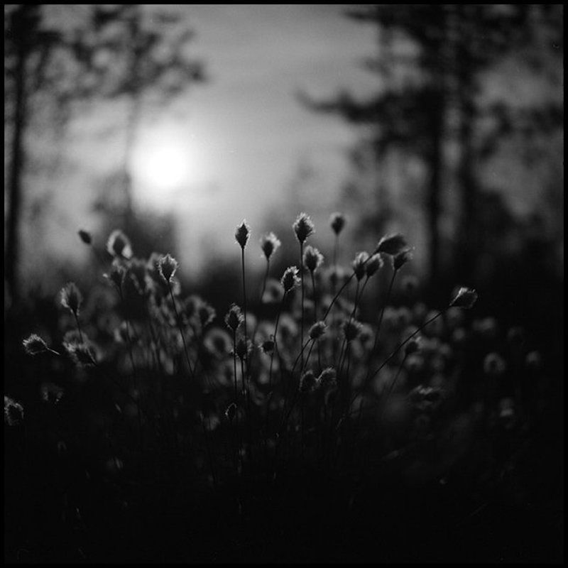 Болото фото превью