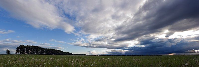 одуванчиковое, поле, под, облаками вот такое вот начало лета . . . фото превью