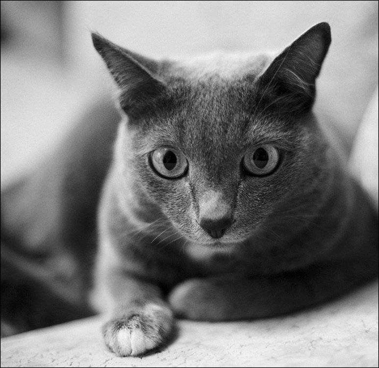 , Роман Быков