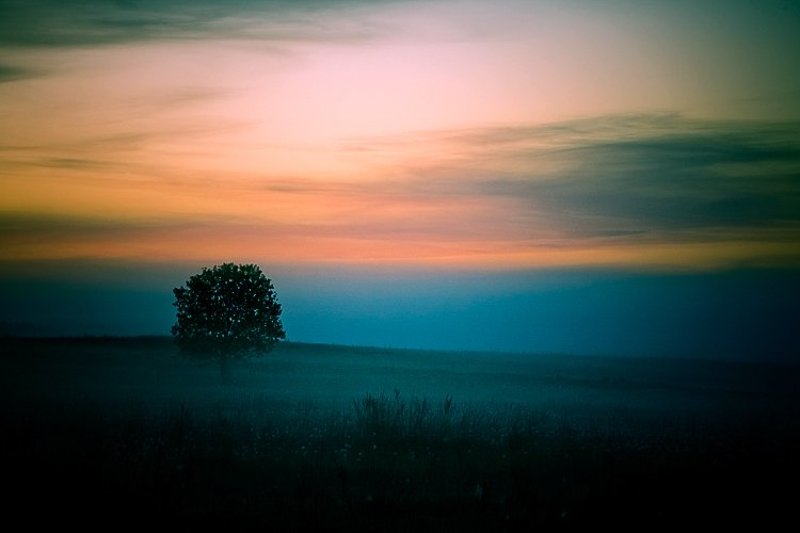 Одиноко стоящее в тумане фото превью