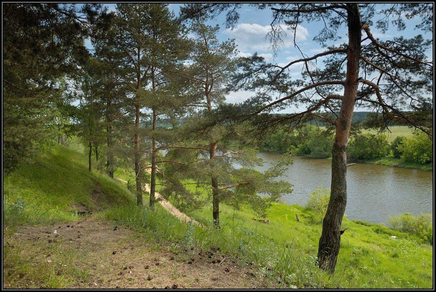 лес, холм, сосны, река, Капустин Николай