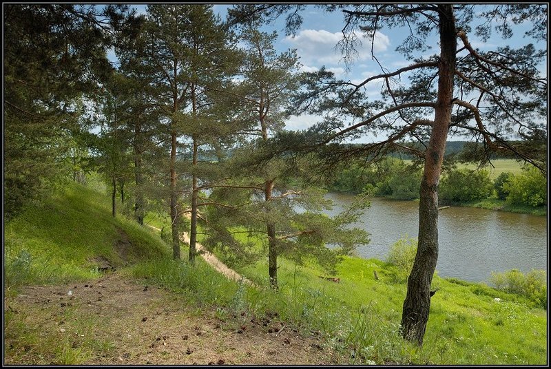 лес, холм, сосны, река Вид с холма фото превью