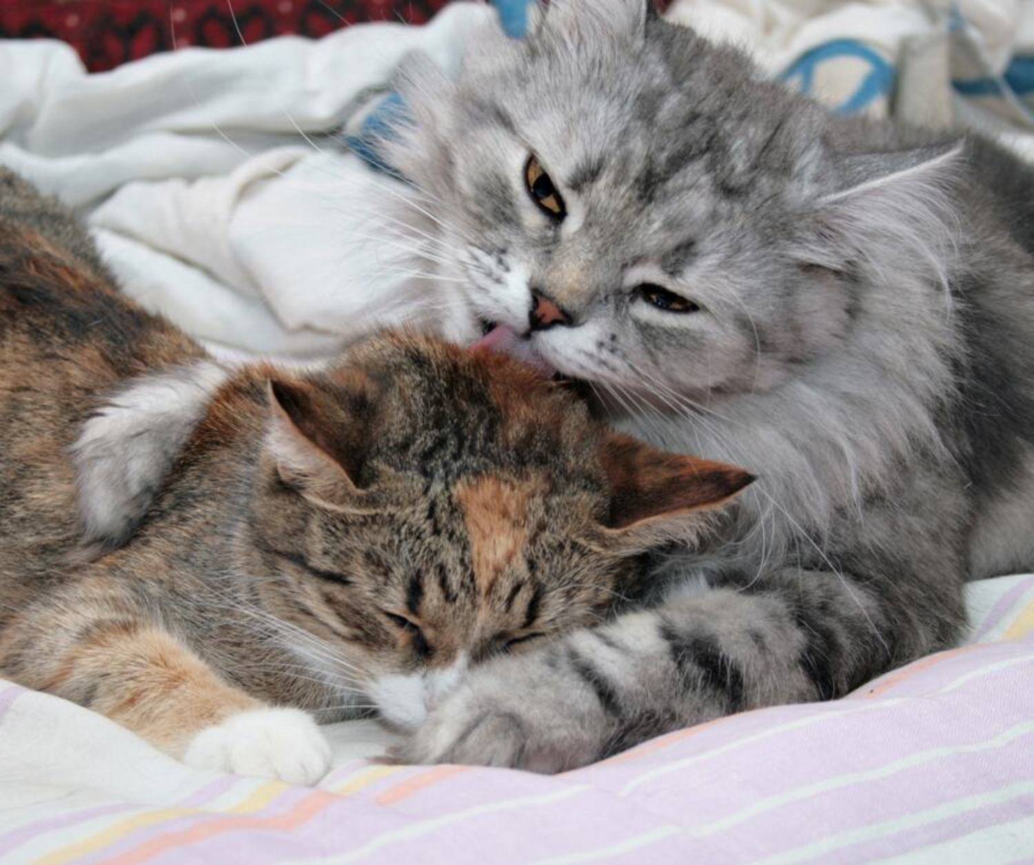 дуся, мурз, объятия, Большаков Александр