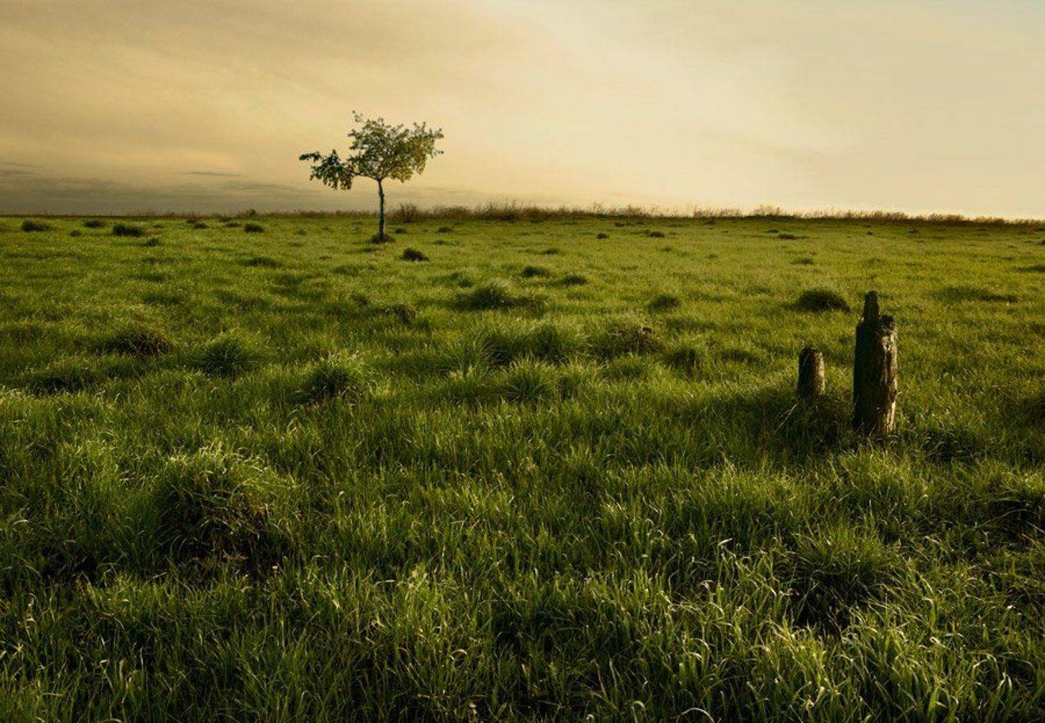 кочки, трава, дерево, пеньки, вечер, Александр Дубовицкий