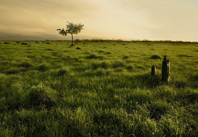 кочки, трава, дерево, пеньки, вечер Земля непуганных кротов. фото превью