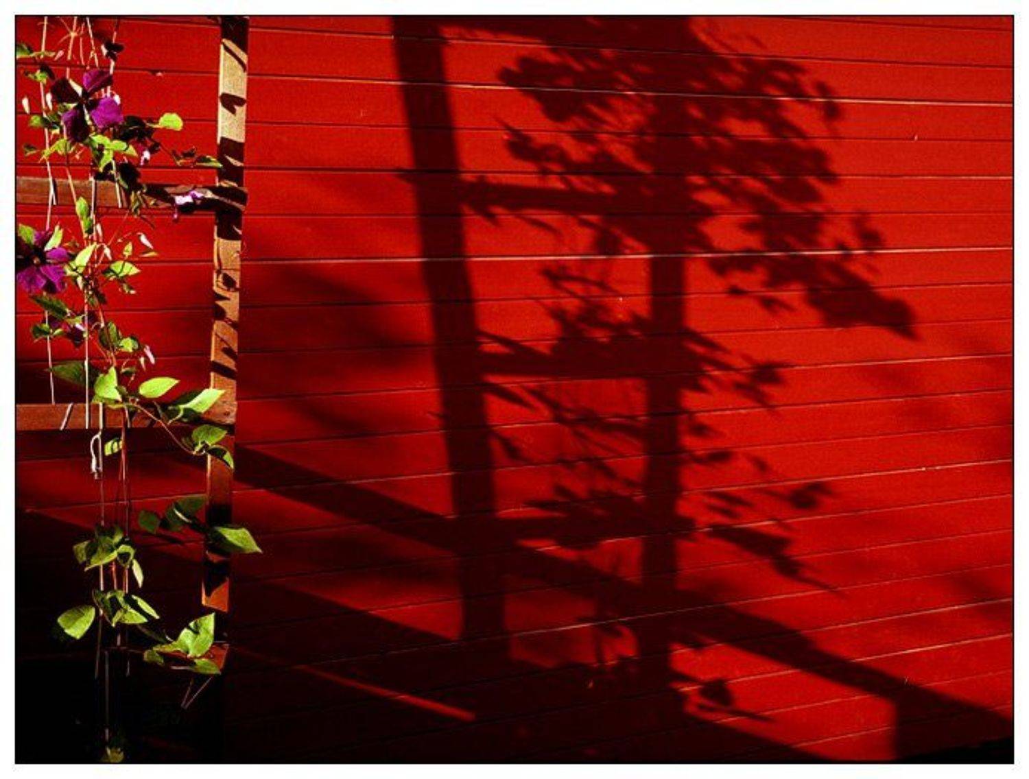 2005, дача, закат, клематис, красный, цвет, цифра, тень, red, лето, summer, Todublin