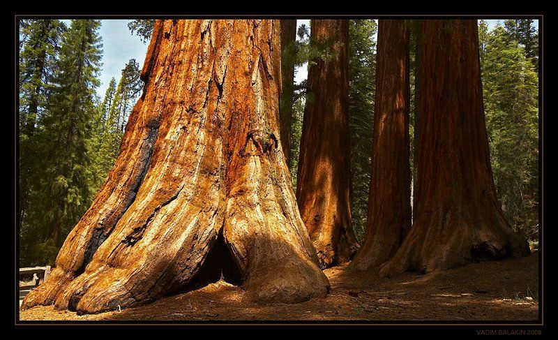 The Bachelor and the Three Graces фото превью