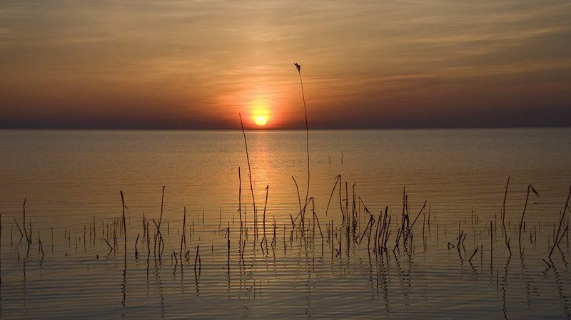 ладога,небо,вода,свет,контровой,сухостой Часовые фото превью