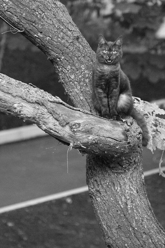 кот,улыбка,дерево,чб,татаринцев, Sergey Tatarincev