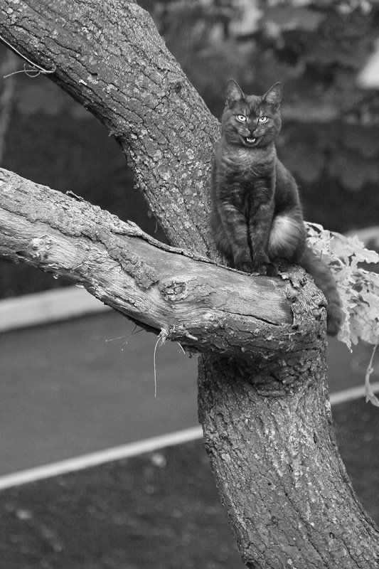 кот,улыбка,дерево,чб,татаринцев *****Улыбочку***** фото превью