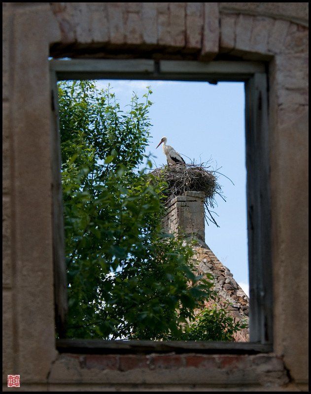 педвале, аист, гнездо, окно Pedvale. Вуайерист фото превью